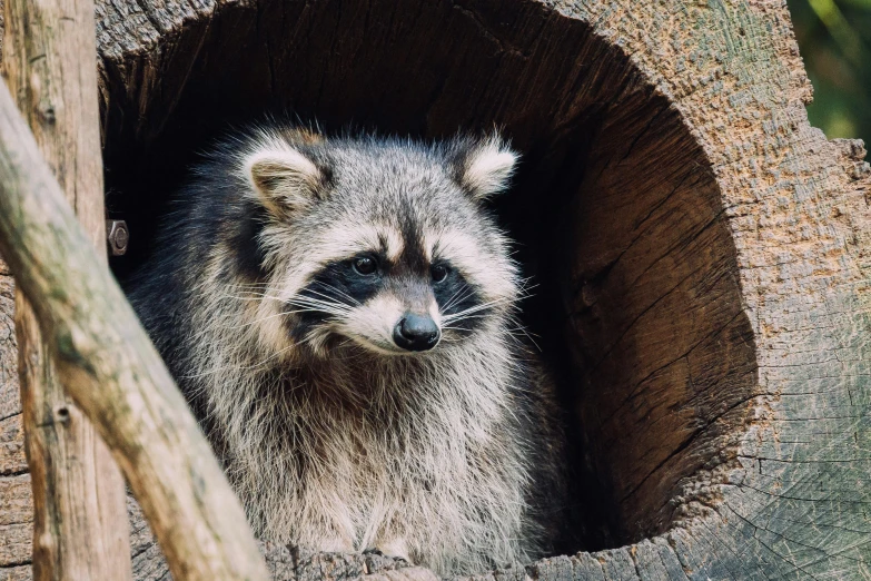 a rac sticking its head out from a hollow in an enclosure