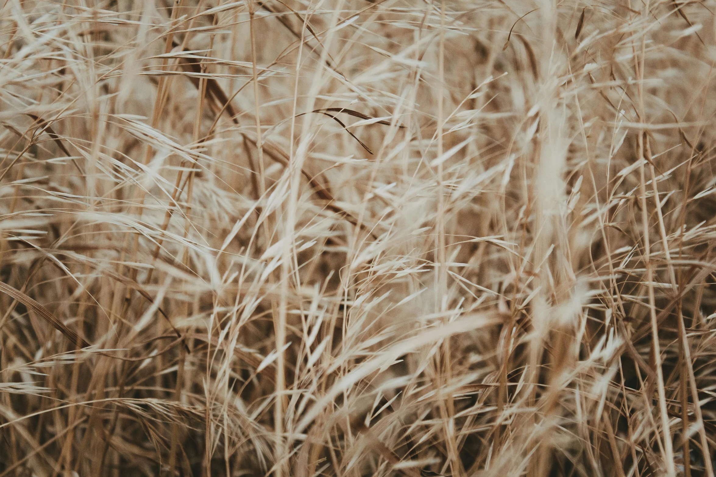 an image of some very tall grasses in the field