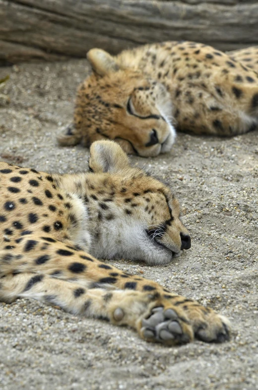 the two leopards are relaxing on the cement