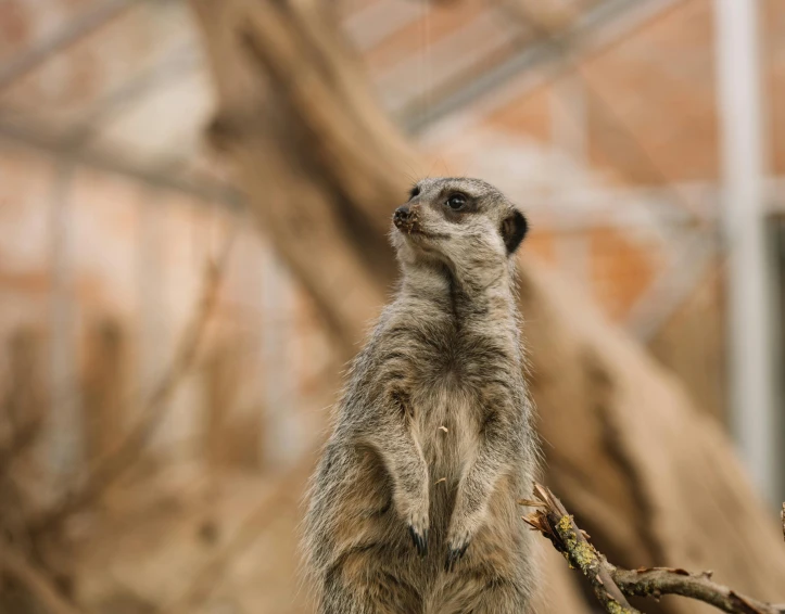 a small gray animal standing up against a tree