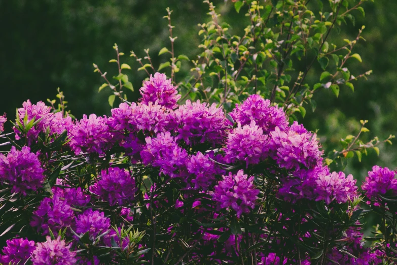 purple flowers with green leaves are shown