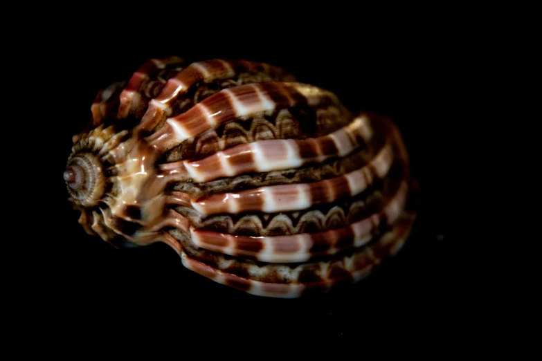 an upside down shell with an odd shape
