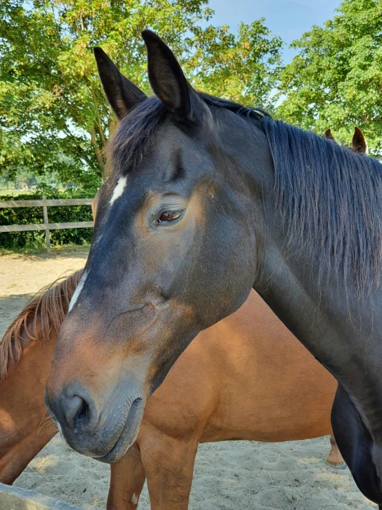 two brown and one black horses next to each other