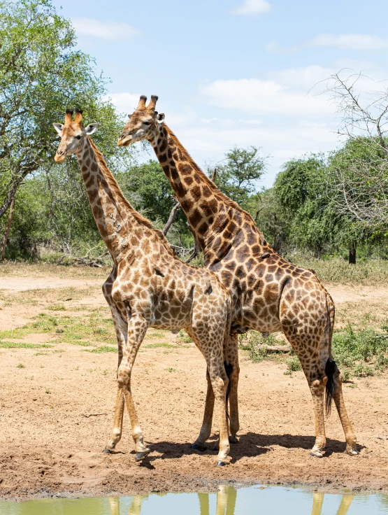 two giraffe standing next to each other on a dirt field