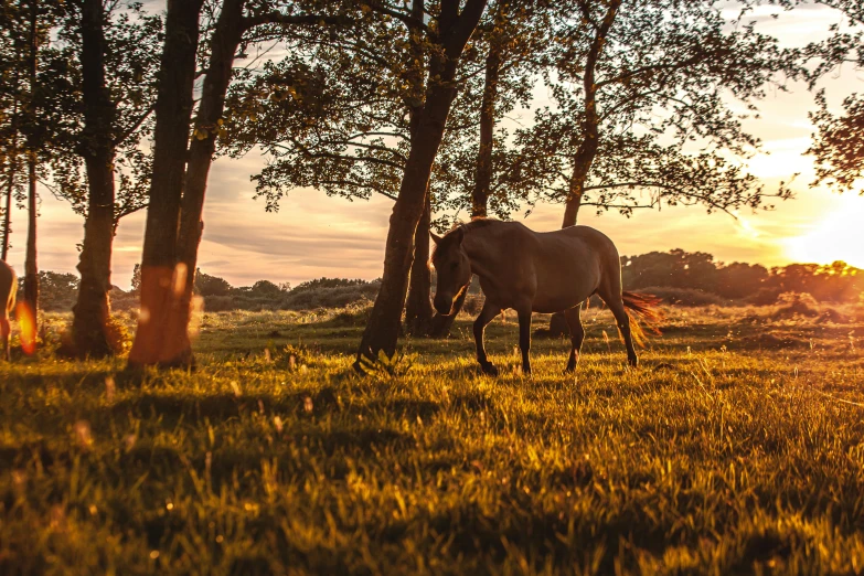 a horse that is grazing in the grass