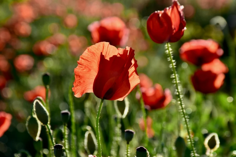 a field of red flowers is shown with some green stems