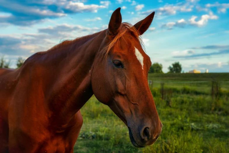 a brown horse is standing in the grass