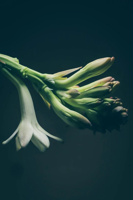 this is an image of flowers on a black background