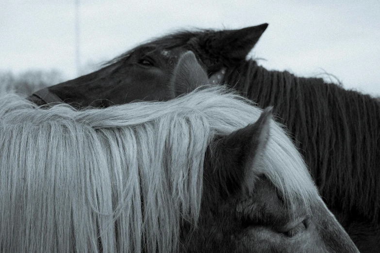 two large horses in the same black and white po