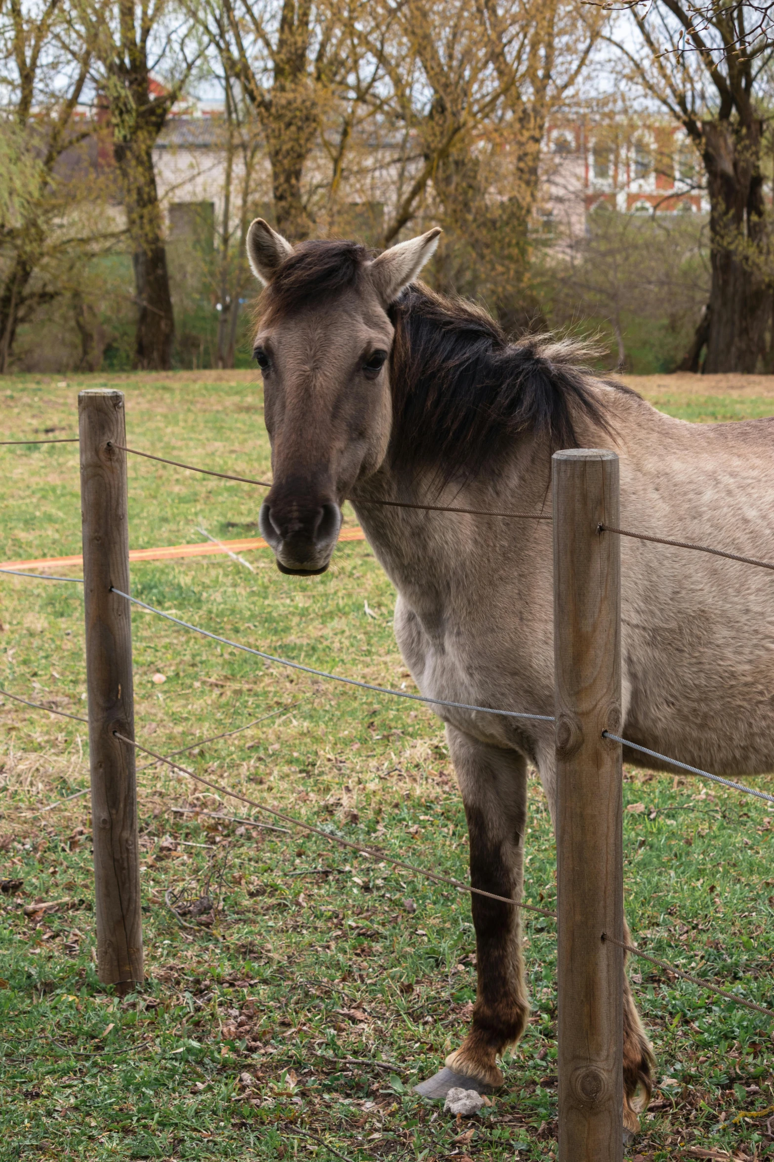 a horse sticking its head over a fence