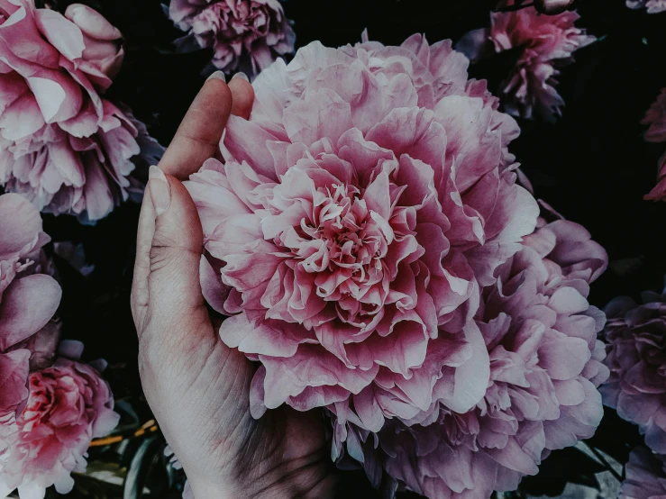 a hand holding a pink flower over many other pink flowers