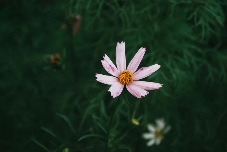 a pink flower with yellow center is on a tall stem