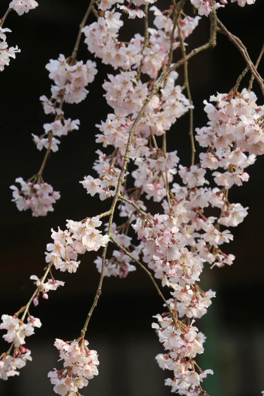 a close - up of the pink blossoms on the tree