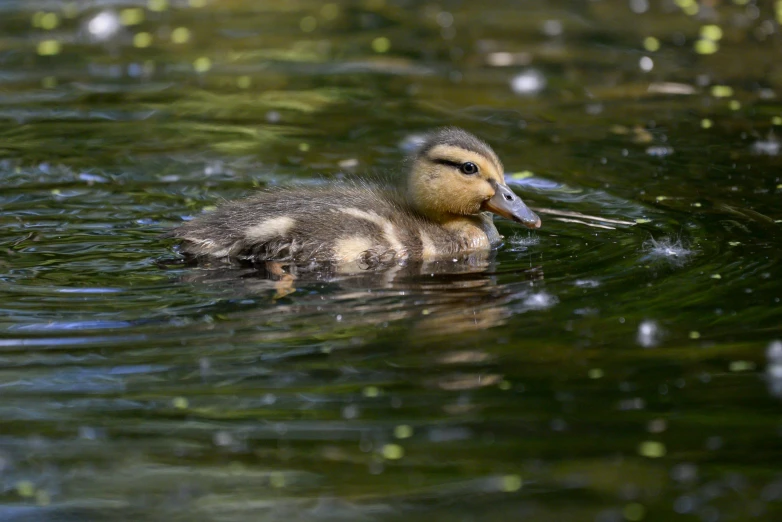 a duckling floating on top of a body of water