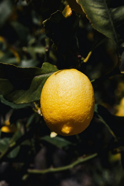 an orange hanging from the tree with leaves