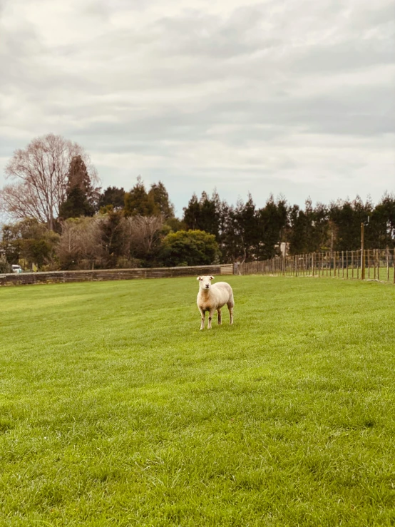 two sheep are standing in a field of green grass