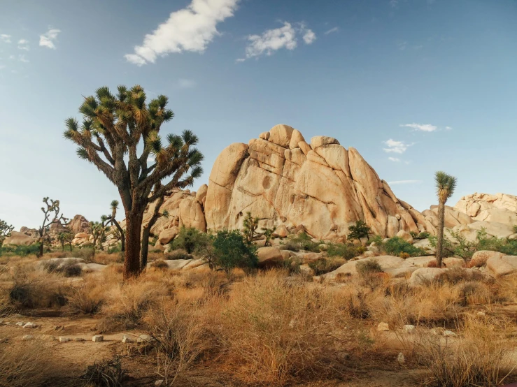 a joshua tree with mountains in the background