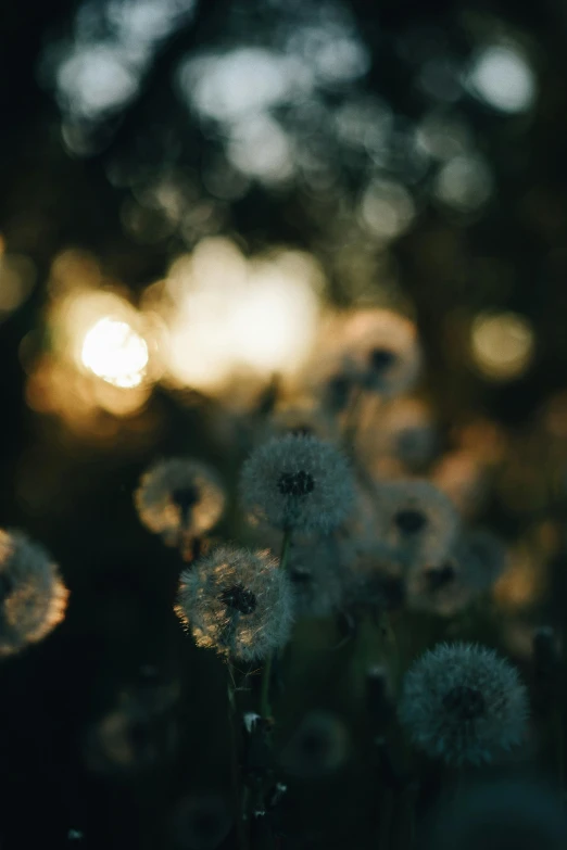 a bunch of small white flowers on the ground