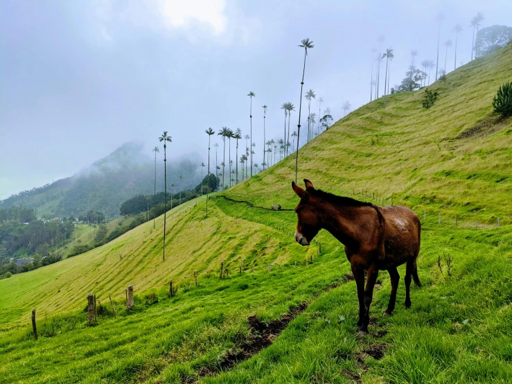 the horse stands in the foggy field by the steep hill