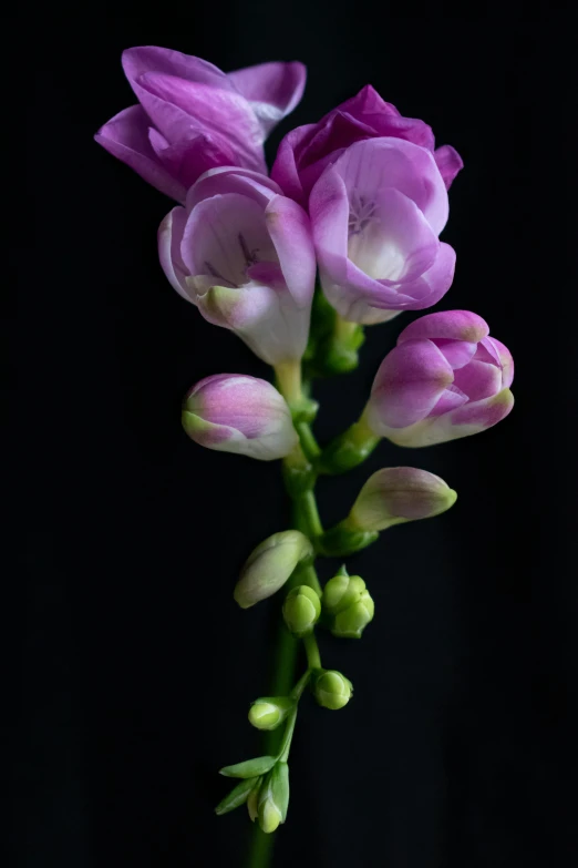 an open purple flower with white petals in a vase