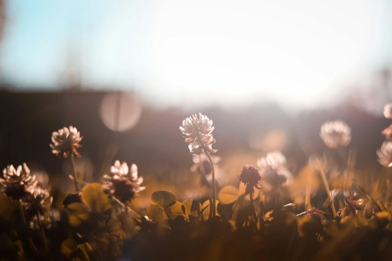 some flowers are in the grass and sunlight is coming through