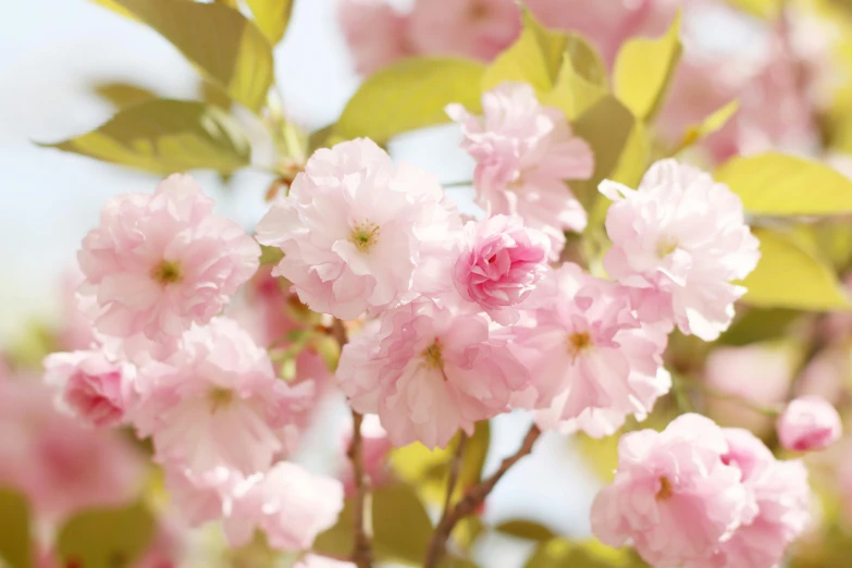 a bush of flowers is blooming pink on the tree