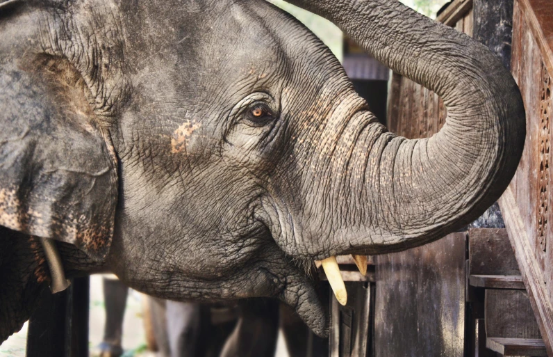 an elephant with it's trunk over the side of its head