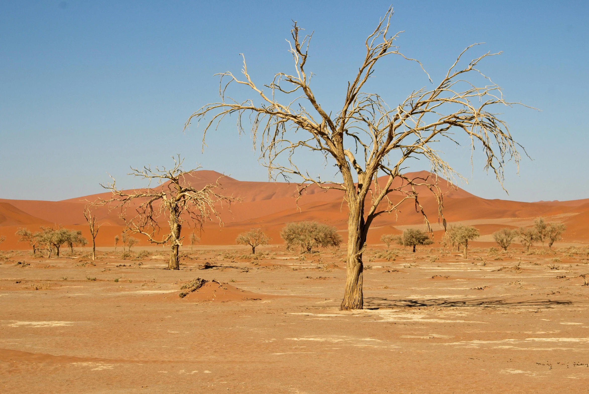 a barren desert with some bare trees and mountains in the background