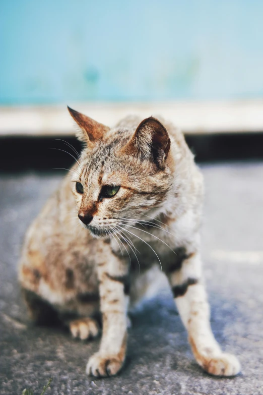 a kitten with its head turned to the side