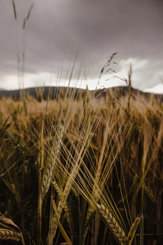 a field with tall green grass in front of it