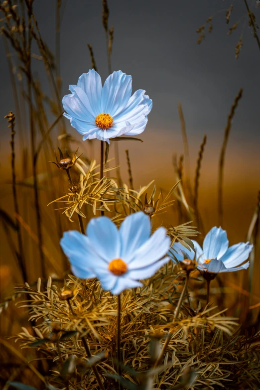 a couple of very pretty blue flowers near some grass