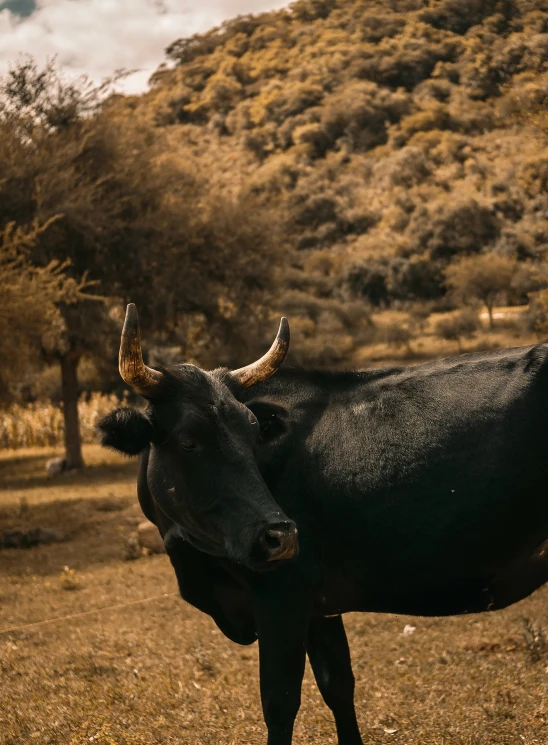 an animal with horns standing on a brown grass field