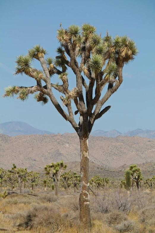 a barren field with a tree with many leaves