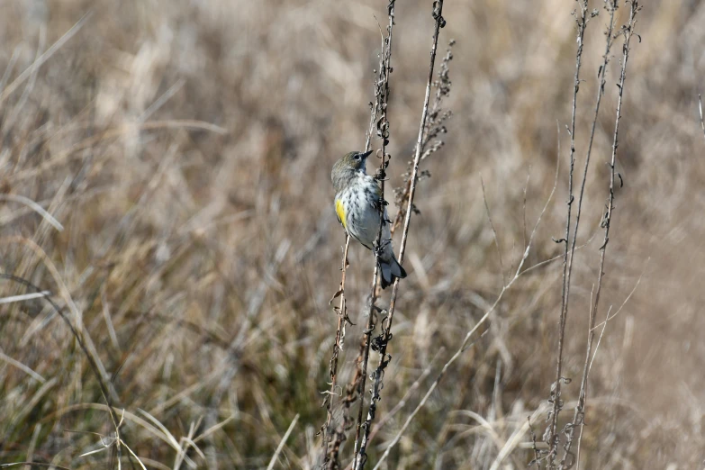 a bird sitting on a tree nch in the sun