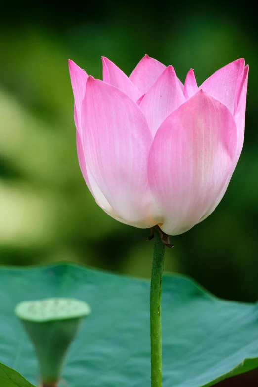 the large pink flower is in bloom on the green leaves