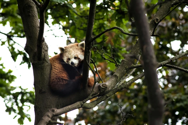 a panda bear sitting on the nch of a tree