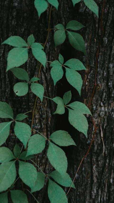 a close - up of some leaves of a tree