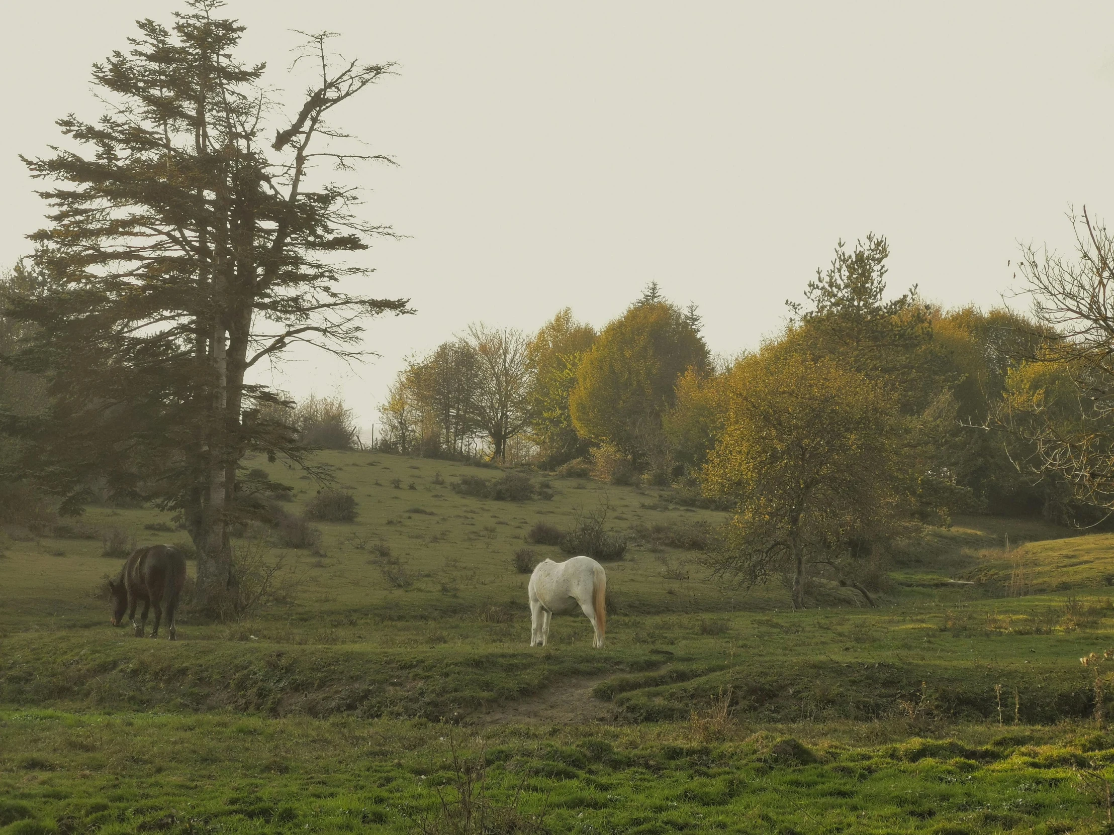 a horse is standing in the middle of the grass