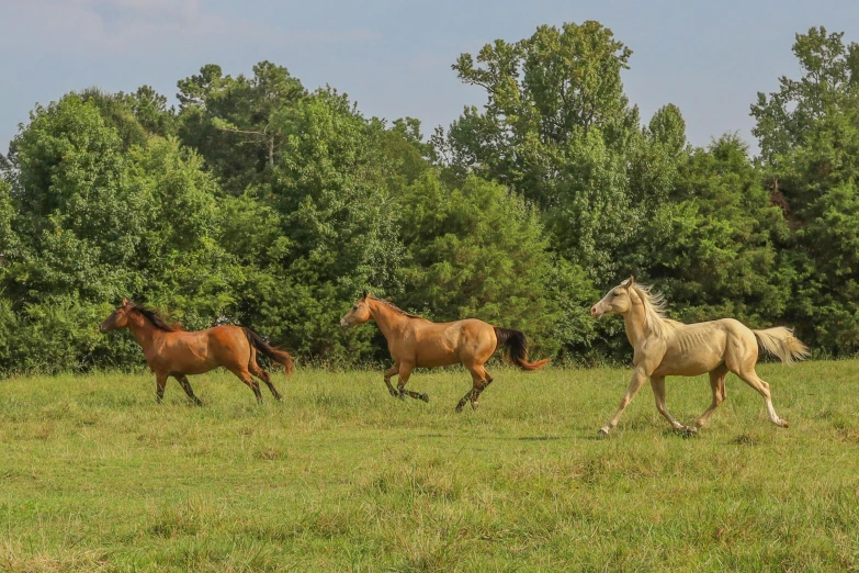 three brown horses running in the grass with trees in background