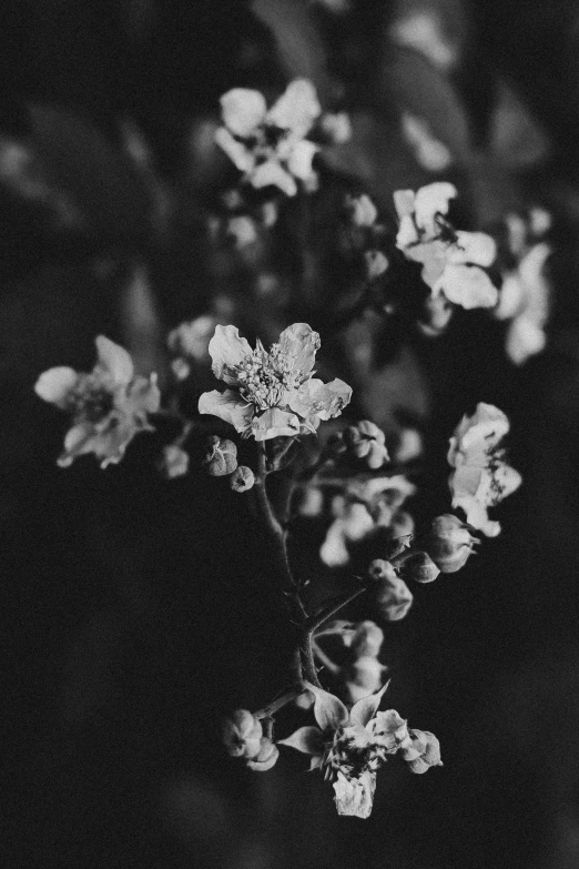 black and white po of a bush with white flowers