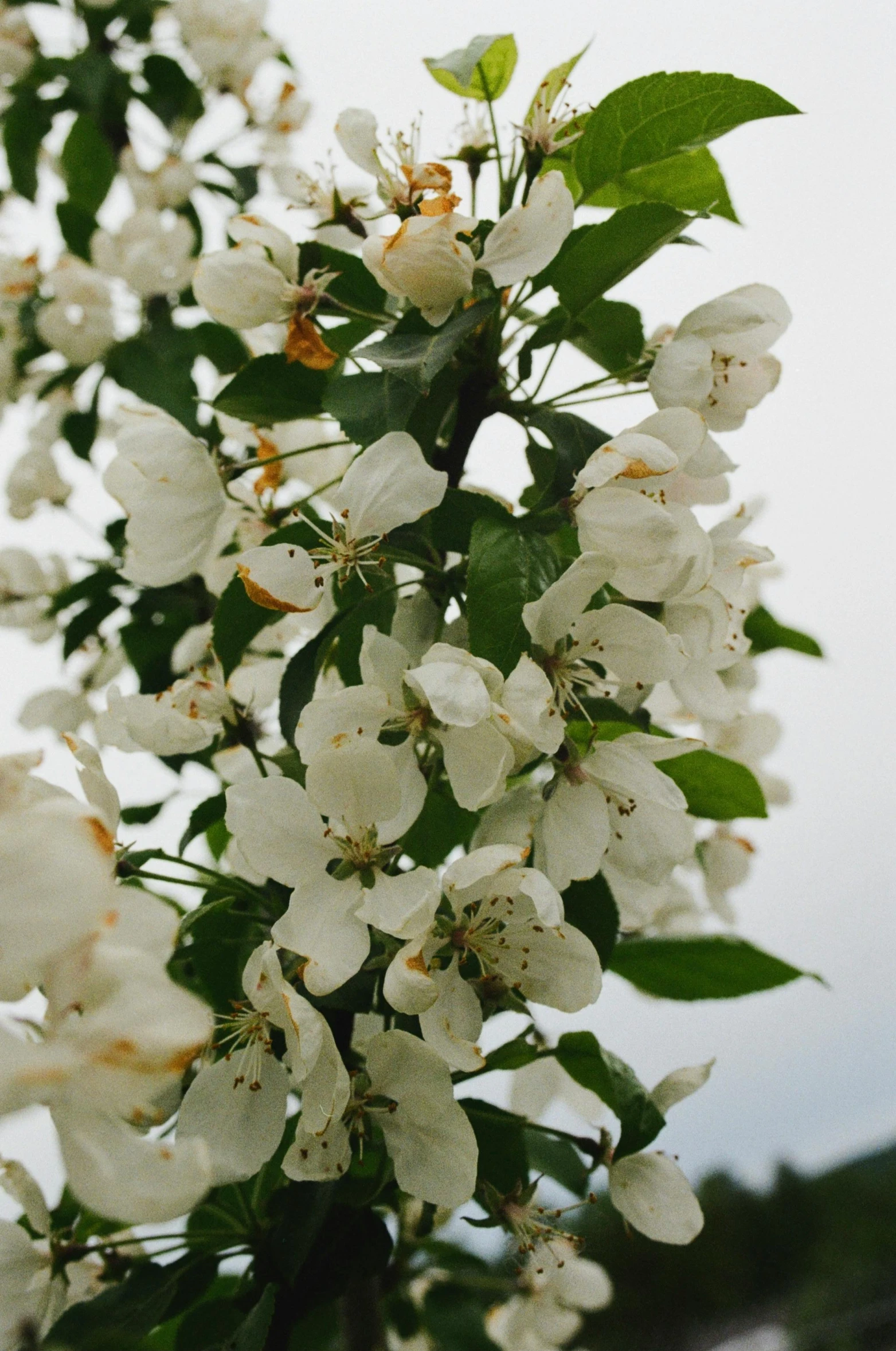 the nches and blossoms of the flowering apple tree