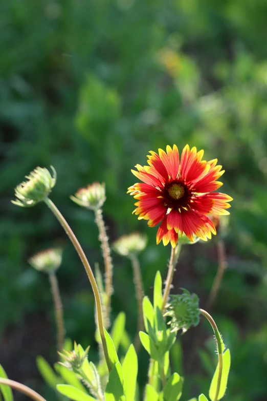 a red and yellow flower in a field