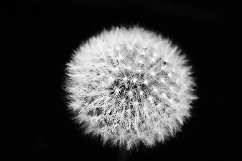 a black and white po of a dandelion