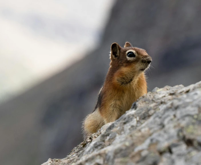 there is a small animal that is climbing up a mountain