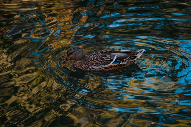 the duck is floating in the water among trees