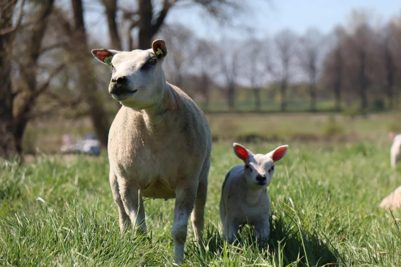 two small sheep are standing in the grass