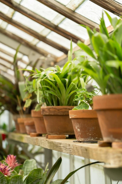 many pots with plants sitting inside a greenhouse