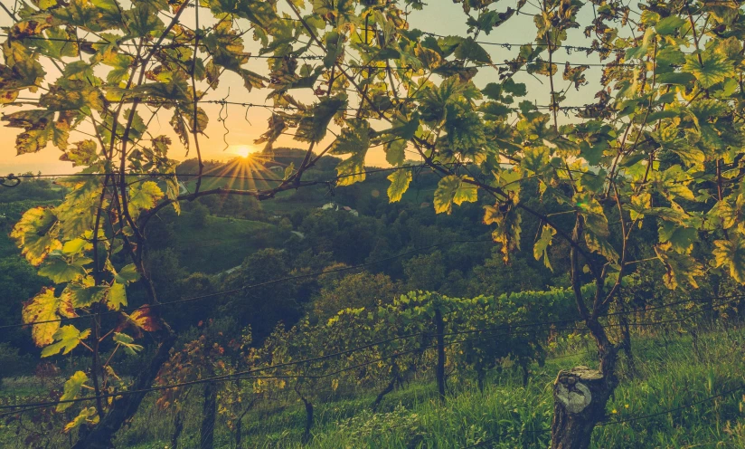 vines and tree in foreground with sunset behind them