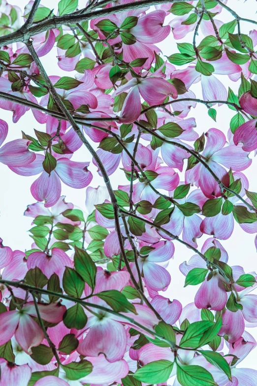 some pink flowers are blooming on the tree