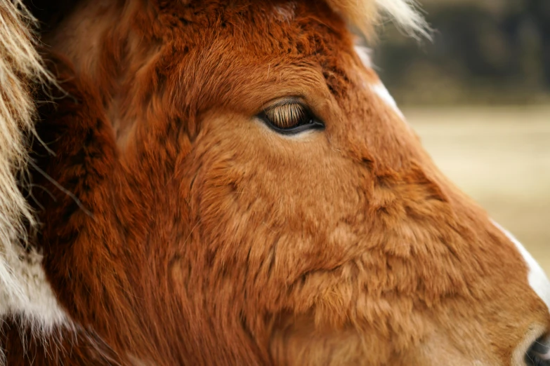 the nose of a red and white horse with brown hair